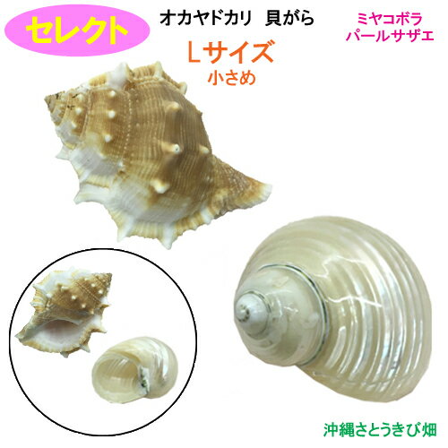 ＊おまかせの貝殻ではなく、自分好みの貝殻を注文したい方の貝殻セットです 「セレクト」と記載されている商品からお気に入りの貝殻をお選びください 【商品内容】 オカヤドカリ用　貝がら セレクト ・ミヤコボラ×1 ・パールサザエ×1 Lサイズ　小さめ 殻口：24mm-26mm 全長：45mm-85mm 個 数：2個 ※写真はイメージです　 ※自然のものです　模様や色合いをお選びすることはできません ※欠けがあったり、多少のキズ、汚れ(石灰等)、模様のズレなどがある場合がございます オカヤドカリ用の住み替え貝がらのセットです オカヤドカリの住み替え用としてだけではなく、水槽内のオブジェやアクセサリーとしてもお使いいただけます ＊キーワード おかやどかり　引っ越し　住替え　着替え　宿替え　シェル　脱皮　飼育用品　天然　ペット　インテリア　パーツ　ハンドメイド　資材　材料　手作り　フォトフレーム　ハーバリウム　アクアドーム　キャンドル　オルゴナイト　工作　クラフト　自由研究　夏休みの宿題　自由工作　教材　DIY　エクステリアリフォーム　建築資材　ガーデニング　ルーフバルコニーコーディネート　室内演出　レイアウト　ディスプレイ　アプローチ　標本　コレクター　コレクション　巻き貝　貝殻　サザエ　かわいい　ポイント消化 ※掲載している写真や文章を、無断で利用（転用、コピー）することは固く禁じます