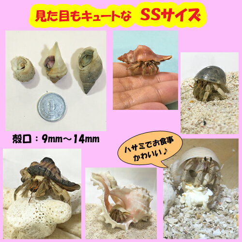 楽天市場 オカヤドカリ生体 Ssサイズ 3匹セット 沖縄サトウキビ畑