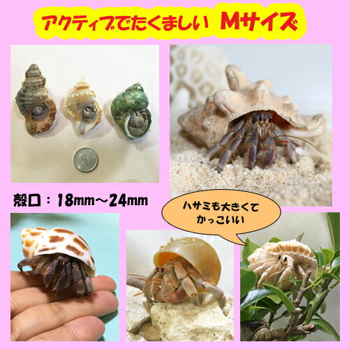 楽天市場 オカヤドカリ飼育セット Mサイズ 生体 1匹 砂 3袋 アダンの鉢植え 1 沖縄サトウキビ畑
