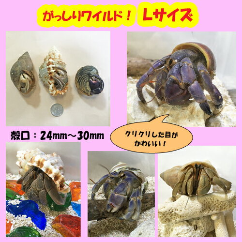 楽天市場 オカヤドカリ生体 Lサイズ 1匹 沖縄サトウキビ畑
