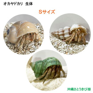 ヤドカリ 貝 ヤドカリ 人気ペット用品 商品検索 通販 R Itemsearch Com ヤドカリ 貝 ヤドカリ 人気ペット用品 商品検索 通販 R Itemsearch Com