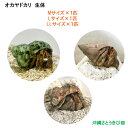 オカヤドカリ生体 3匹セット(Mサイズ・Lサイズ・LLサイズ)