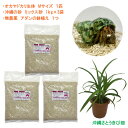 オカヤドカリ飼育セット Mサイズ(生体×1匹・砂×3袋・アダンの鉢植え×1)