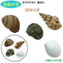 おまかせ SSサイズ 4個 オカヤドカリ用貝がら