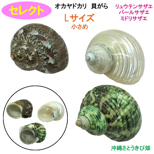 セレクト（リュウテンサザエ・パールサザエ・ミドリサザエ）　Lサイズ　小さめ　オカヤドカリ用貝がら その1