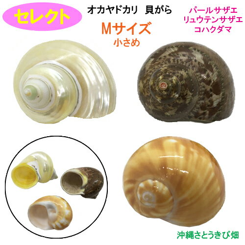 Rakuten - セレクト（パールサザエ・リュウテンサザエ・コハクダマ）　Mサイズ　小さめ　オカヤドカリ用貝がら