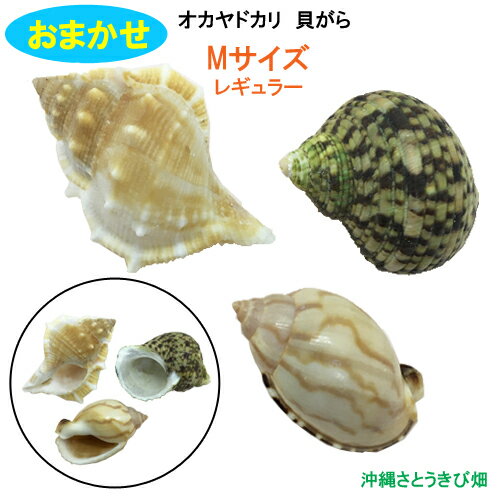 おまかせ　Mサイズ　レギュラー　3�