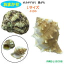 おまかせ Lサイズ 小さめ 2個 オカヤドカリ用貝がら