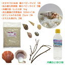 オカヤドカリ飼育セット 極小ベビーサイズ(生体×1匹 貝殻 砂×1袋 海水×1 ヒオウギ貝×2枚 木の枝×2本)