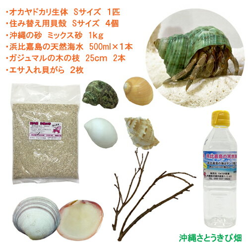 オカヤドカリ飼育セット Sサイズ 生体 1匹・貝殻・砂 1袋・海水 1・二枚貝 2枚・木の枝 2本 