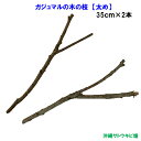 がじゅまる(ガジュマル)の木の枝 【太め】 35cm×2本
