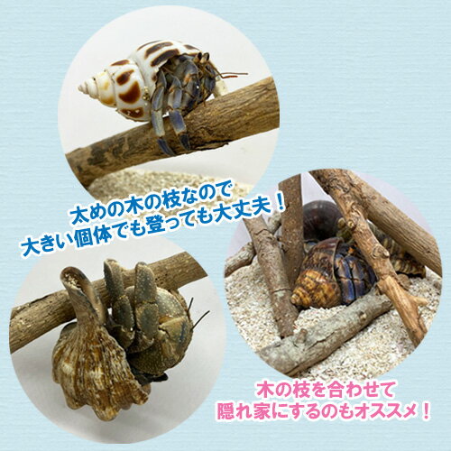 ������ɥ����ͷ�Ӿ졡������ޤ�ʥ�����ޥ�ˤ��ڤλޡ�������ۡ�35cm��2�� |������ɤ��� ���� �������ꥦ�� ���������� ����� ̵ź�� ŷ���Ǻ� ���ȥ쥹�ڸ�