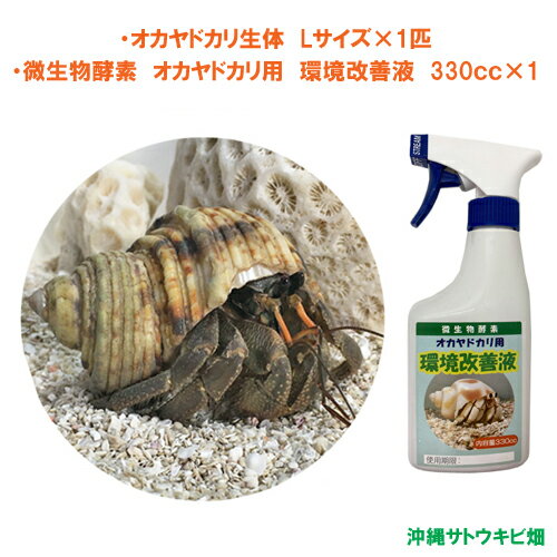 【商品内容】 ・オカヤドカリ生体　Lサイズ×1匹 ・微生物酵素　環境改善液　330cc×1本 《オカヤドカリ生体》 Lサイズ 殻口：24mm-30mm 全長：45mm-95mm 匹数：1匹 ※写真はイメージです　 ※生き物です　生体の色、貝殻の種類をお選びすることはできません ※貝がらの形状によっては、殻口の長さが規格より多少前後する場合がございます ※細長い貝がらは、全長のサイズが規格より長くなる場合がございます ※貝殻に欠けがあったり、キズ、汚れ(石灰等)、模様のズレなどがある場合がございます ※複数のオカヤドカリをご購入頂いても、プラケースが複数になるとは限りません ※生き物です　足に多少の欠けがある場合がございます　予めご了承ください 沖縄から元気なオカヤドカリをお届けします オカヤドカリは国の天然記念物です 指定業者が時期・量を限定し捕獲許可をもらっています 当店は、国から特別に許可を受けた業者から仕入れ販売しております 《微生物酵素　環境改善液》 【商品内容】 微生物酵素　オカヤドカリ用 環境改善液 内容量：330cc 沖縄の気候の中で育まれた微生物から抽出した酵素で、水槽の中の微生物の働きが活発になり、オカヤドカリの糞やエサの食べ残しの分解を促進します それにより、悪臭と悪玉菌の発生を抑えオカヤドカリの生活環境を良好にします 自然の力で消臭できるので、オカヤドカリにも安心安全です ＊キーワード おかやどかり　個体　脱皮　引っ越し　住替え　着替え　宿替え　水槽　アクアリウム　アクア用品　飼育用品　天然　自然　国産　ペット　ポイント消化