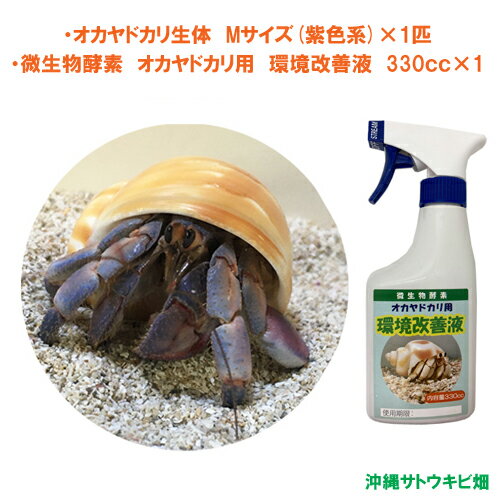 【商品内容】 ・オカヤドカリ生体　Mサイズ(紫色系)×1匹 ・微生物酵素　環境改善液　330cc×1本 紫色のオカヤドカリ生体が欲しい方はこちらをご購入下さい ※紫色でも、薄い紫や、赤っぽい紫、青っぽい紫など個体によって多少異なります。予めご了承の上、お買い上げ下さい 《オカヤドカリ生体》 Mサイズ（紫色系） 殻口：18mm-24mm 全長：30mm-60mm 匹数：1匹 ※写真はイメージです　 ※生き物です　生体の色、貝殻の種類をお選びすることはできません ※貝がらの形状によっては、殻口の長さが規格より多少前後する場合がございます ※細長い貝がらは、全長のサイズが規格より長くなる場合がございます ※貝殻に欠けがあったり、キズ、汚れ(石灰等)、模様のズレなどがある場合がございます ※複数のオカヤドカリをご購入頂いても、プラケースが複数になるとは限りません ※生き物です　足に多少の欠けがある場合がございます　予めご了承ください 沖縄から元気なオカヤドカリをお届けします オカヤドカリは国の天然記念物です 指定業者が時期・量を限定し捕獲許可をもらっています 当店は、国から特別に許可を受けた業者から仕入れ販売しております 《微生物酵素　環境改善液》 【商品内容】 微生物酵素　オカヤドカリ用 環境改善液 内容量：330cc 沖縄の気候の中で育まれた微生物から抽出した酵素で、水槽の中の微生物の働きが活発になり、オカヤドカリの糞やエサの食べ残しの分解を促進します それにより、悪臭と悪玉菌の発生を抑えオカヤドカリの生活環境を良好にします 自然の力で消臭できるので、オカヤドカリにも安心安全です ＊キーワード おかやどかり　個体　脱皮　引っ越し　住替え　着替え　宿替え　水槽　アクアリウム　アクア用品　飼育用品　天然　自然　国産　ペット　ポイント消化