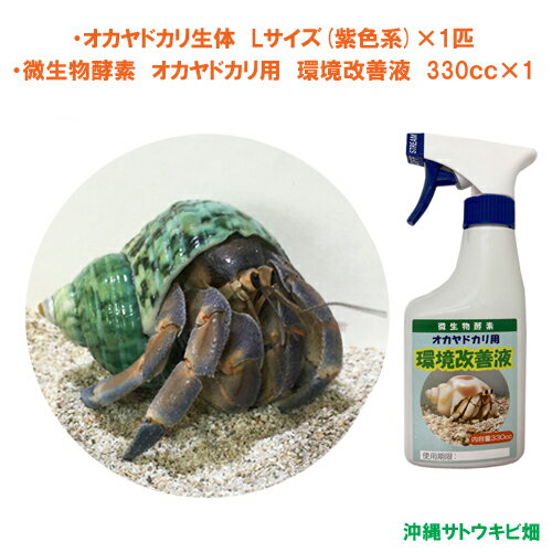 【商品内容】 ・オカヤドカリ生体　Lサイズ(紫色系)×1匹 ・微生物酵素　環境改善液　330cc×1本 紫色のオカヤドカリ生体が欲しい方はこちらをご購入下さい ※紫色でも、薄い紫や、赤っぽい紫、青っぽい紫など個体によって多少異なります。予めご了承の上、お買い上げ下さい 《オカヤドカリ生体》 Lサイズ（紫色系） 殻口：24mm-30mm 全長：45mm-95mm 匹数：1匹 ※写真はイメージです　 ※生き物です　生体の色、貝殻の種類をお選びすることはできません ※貝がらの形状によっては、殻口の長さが規格より多少前後する場合がございます ※細長い貝がらは、全長のサイズが規格より長くなる場合がございます ※貝殻に欠けがあったり、キズ、汚れ(石灰等)、模様のズレなどがある場合がございます ※複数のオカヤドカリをご購入頂いても、プラケースが複数になるとは限りません ※生き物です　足に多少の欠けがある場合がございます　予めご了承ください 沖縄から元気なオカヤドカリをお届けします オカヤドカリは国の天然記念物です 指定業者が時期・量を限定し捕獲許可をもらっています 当店は、国から特別に許可を受けた業者から仕入れ販売しております 《微生物酵素　環境改善液》 【商品内容】 微生物酵素　オカヤドカリ用 環境改善液 内容量：330cc 沖縄の気候の中で育まれた微生物から抽出した酵素で、水槽の中の微生物の働きが活発になり、オカヤドカリの糞やエサの食べ残しの分解を促進します それにより、悪臭と悪玉菌の発生を抑えオカヤドカリの生活環境を良好にします 自然の力で消臭できるので、オカヤドカリにも安心安全です ＊キーワード おかやどかり　個体　脱皮　引っ越し　住替え　着替え　宿替え　水槽　アクアリウム　アクア用品　飼育用品　天然　自然　国産　ペット　ポイント消化