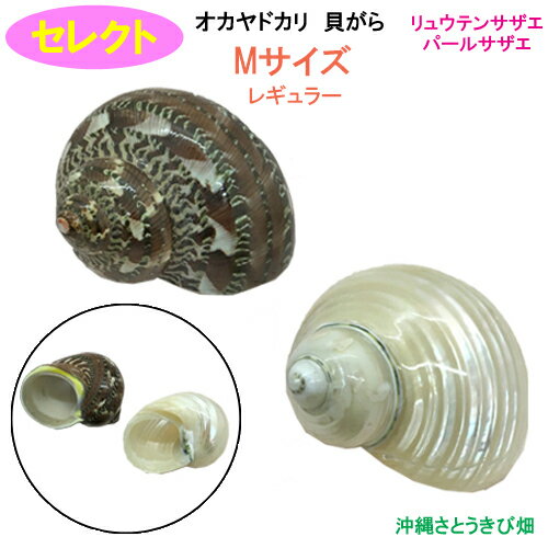 쥯ȡʥ奦ƥ󥵥ѡ륵ˡM쥮顼ɥѳ