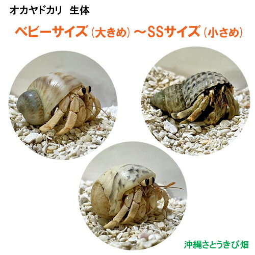 ɥΡ٥ӡ(礭)SS()3ɤå