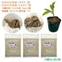 オカヤドカリ飼育セット Lサイズ&LLサイズ(生体×2匹・砂×3袋・ガジュマル苗×1)