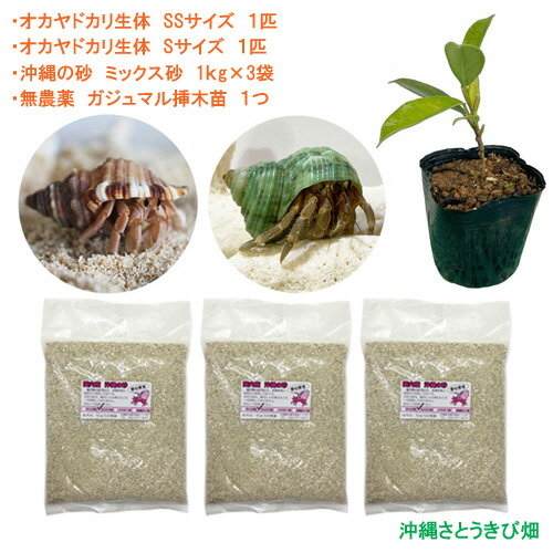 オカヤドカリ飼育セット　SSサイズ＆Sサイズ(生体×2匹・砂×3袋・ガジュマル苗×1)