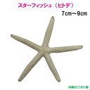 天然スターフィッシュ　ヒトデ 　(7cm~9cm)