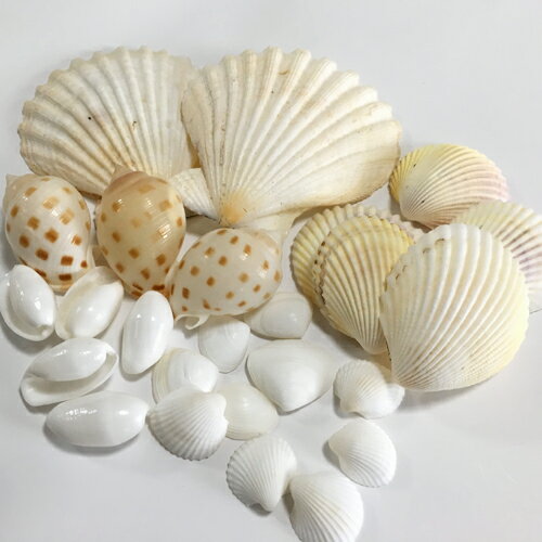 約1cm-7cmの貝殻が25個入っています 南国の海の雰囲気を醸しだすのに役立つ貝殻です 沖縄土産、インテリア、ブライダルのテーブルコーディネート、ウェルカムボード、リングピロー、プチギフト、クラフトパーツ、ハンドメイド資材（ピアス、ネックレス、アクセサリー、レジン・ネイル・砂絵・時計・サンドアート、フォトフレーム、ハーバリウム、アクアドーム、キャンドル、オルゴナイト）等使い方は色々です ご家庭用、ワークショップ、工作教室、クラフト教室、自由研究、夏休みの宿題、自由工作、卒業制作、高齢者、デイサービス、福祉施設のレクリエーション、学校教材(図工、美術教材、課題作品作り)として幅広くご活用できます DIY、リフォーム等、建築資材やショップのレイアウト、ディスプレイとして使用される事もあります アイディア次第では、いろいろなものにご利用いただけます ノベルティ・粗品・販促品作りにもご活用下さい イベント使用や大量注文の際はお気軽にお問い合わせ下さい ※貝殻の種類やサイズ、色はご指定できません ※貝殻の写真は一例です　全く同じ物でのお届けは出来ません ※天然の素材なので、多少割れ欠けがあるものが混じっている場合がございます　予めご了承下さい 【商品内容】 貝殻サイズ：1-7cm 個数：25個入