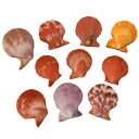 ヒオウギ貝 プチサイズ(2cm~3cm) 10枚セット