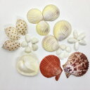 貝殻(貝がら)セット 26個入 ハート貝