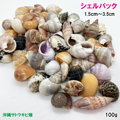 シェルパック　小さな貝がら（1.5cm～3.5cm）　100g