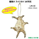 魔除け スイジガイ(水字貝) 紐付き Lサイズ 20cm〜23cm