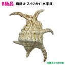 【送料無料】B級品 魔除け スイジガイ(水字貝) 紐なし 17cm〜23cm