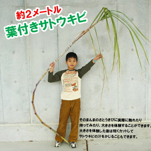代金引換不可商品の為、代金引換以外の決済方法をご選択下さい 【商品内容】 そのまんまサトウキビ×1本 約 2メートル (葉の長さは含みません) 説明書をお付けしています 沖縄ならではの新聞記事のコピーも同封しております そのままのさとうきび...