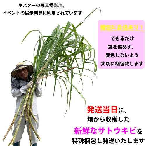 沖縄サトウキビ畑の【送料無料】撮影・イベント用　さとうきび　（葉を傷めない梱包）　　　　　|本物のさとうきび 沖縄土産 ギフト プレゼント 贈り物 食育 社会科 教材 学習 イベント パーティー 自由研究 砂糖 黒糖 料理 隠し味 ジュース sugarcane｜アングル2