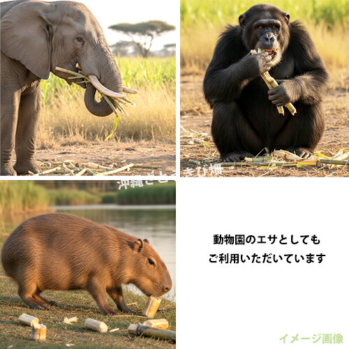 動物 エサ さとうきび(サトウキビ) 5cm〜...の紹介画像3
