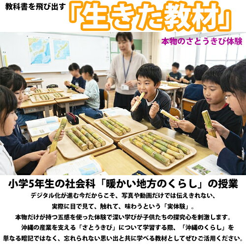 【送料無料】沖縄県産 生さとうきび(サトウキビ) 食用 400gパック×2　　　　　|沖縄土産 ギフト プレゼント 贈り物 食育 社会科 教材 学習 イベント パーティー 自由研究 砂糖 黒糖 料理 隠し味 ジュース sugarcane 2