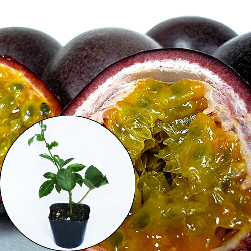 パッションフルーツ苗(パープル)のサムネイル