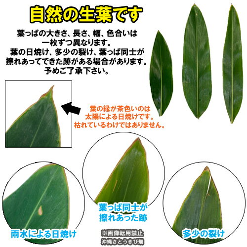 楽天市場 沖縄産 月桃の葉枚セット 洗浄済 沖縄サトウキビ畑