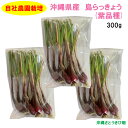 自社農園栽培 沖縄県産 島らっきょう(紫品種) 300g