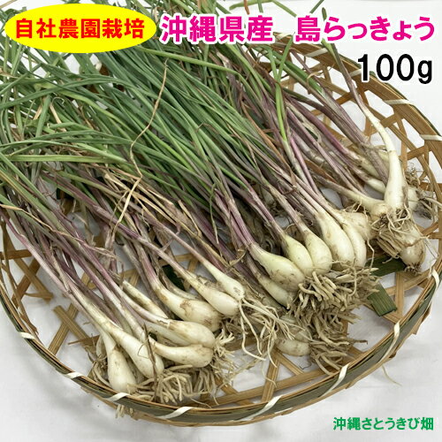 【送料無料】自社農園栽培　沖縄県産　土付き 島らっきょう　100g　　　|沖縄 野菜 島野菜 期間限定 天ぷら おつまみ 塩漬け