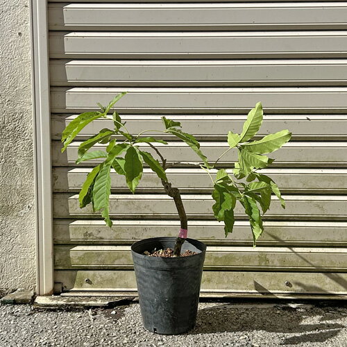 楽天市場】ホワイトサポテ 苗の通販