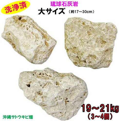 【送料無料】L 琉球石灰岩　洗浄済　大サイズ　19〜21kg(3〜4個)