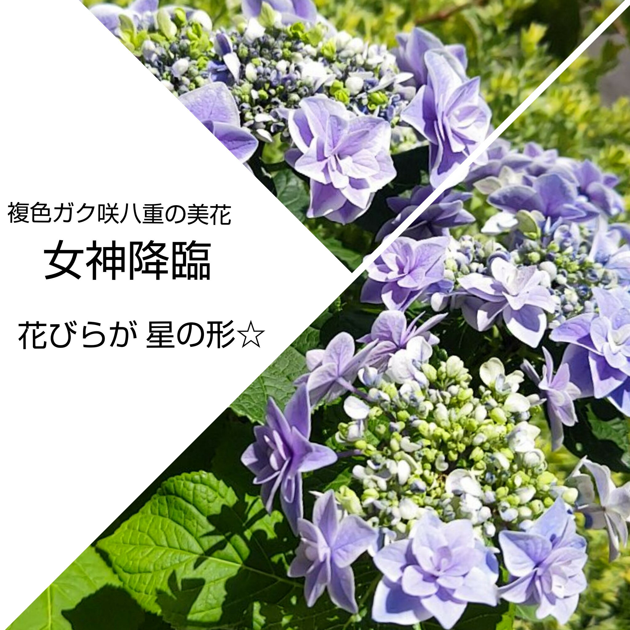 青アジサイ　「女神降臨」花終わり　花びらが星の形☆ あじさい ガーデニング 花