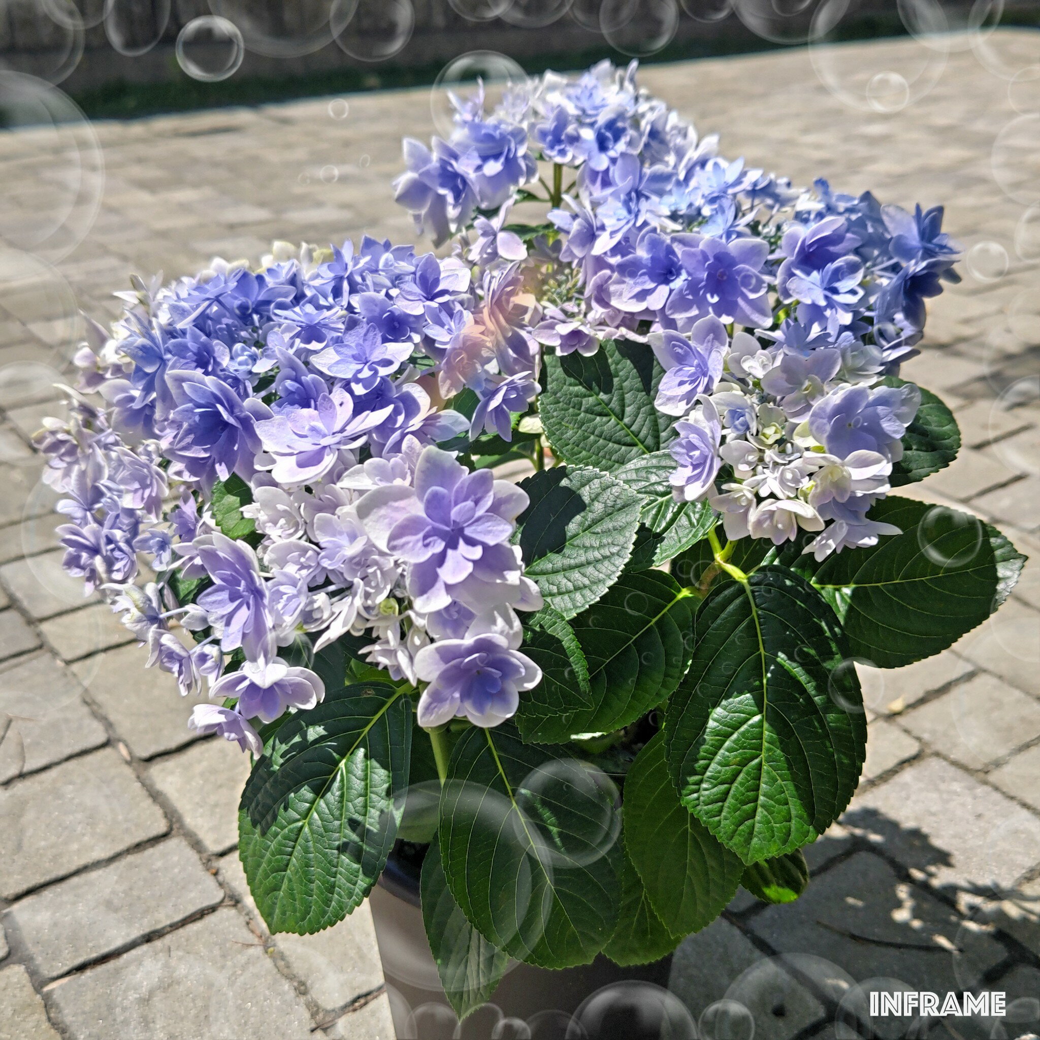 アジサイ　コンペイトウ ブルー人気の紫陽花 あじさい 花は盛りを過ぎてます