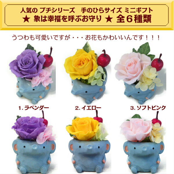 楽天市場 ぞうさん プリザ アレンジ プリザーブドフラワー 母の日 プレゼント カーネーション 母の日 早割 父の日 花 誕生日 プレゼント 花 還暦 米寿 喜寿 義母 義父 結婚 記念日 お祝い お見舞 退職祝 退院祝 ペット供養 縁起物 開運 風水 花言葉 花アトリエ 楽天市場 ぞうさん プリザ アレンジ プリザーブドフラワー 母の日 プレゼント カーネーション 母の日 早割 父の日 花 誕生日 プレゼント 花 還暦 米寿 喜寿 義母 義父 結婚 記念日 お祝い お見舞 退職祝 退院祝 ペット供養 縁起物 開運 風水 花言葉 花アトリエ