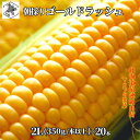 お買い物マラソン期間ポイント+4倍 早割 【2025予約開始】7月下旬より発送 とうもろこし 北海道 ゴールドラッシュ 2Lサイズ × 20本 (350g/本以...