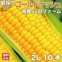 お買い物マラソンP10倍 北海道最速級出荷 7月中旬より発送 とうもろこし 北海道産 ゴールドラッシュ 2Lサイズ × 10本 朝採り 産地直送 スイートコーン とうきび 函館市 山田ファーム