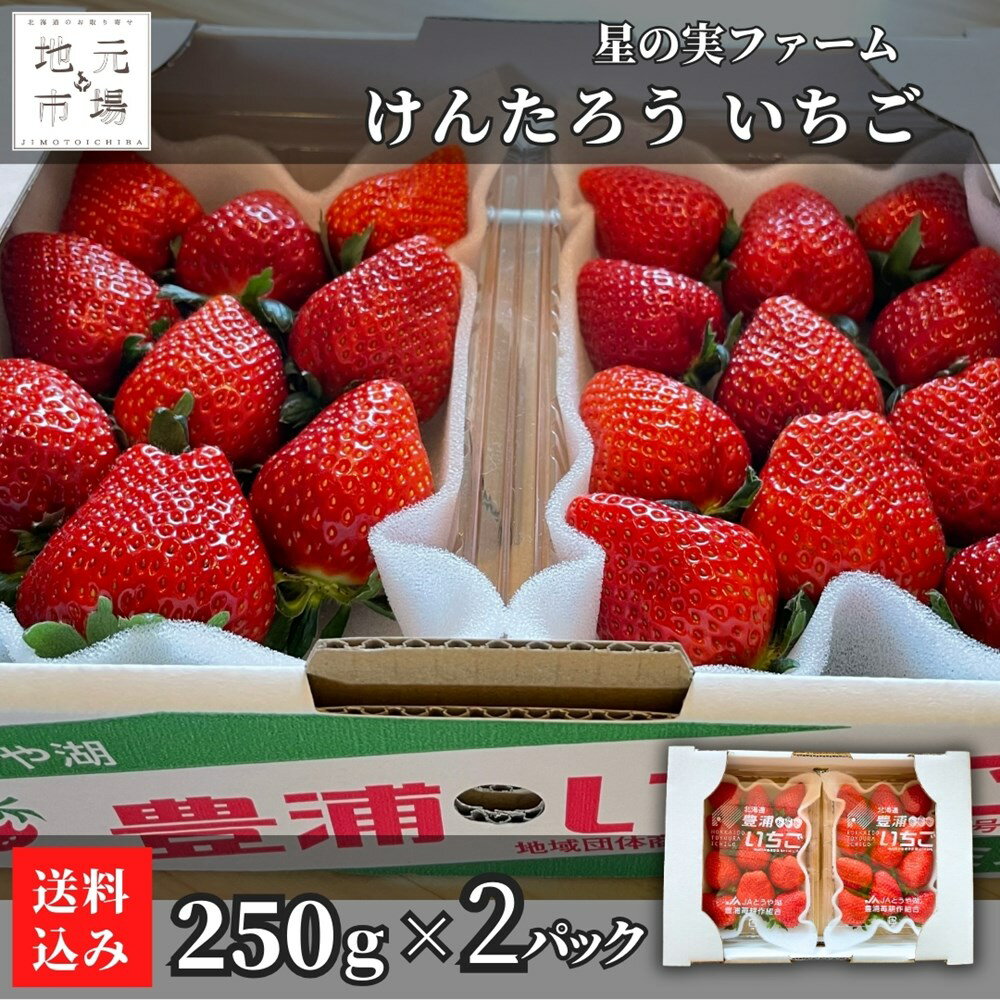 【5-6月 期間限定】けんたろう いちご 250g×2 果物 フルーツ 北海道 豊浦町 星の実...