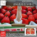 【5-6月 期間限定】けんたろう いちご 250g×2 果物 フルーツ 北海道 豊浦町 星の実ファーム 農園直送 送料無料