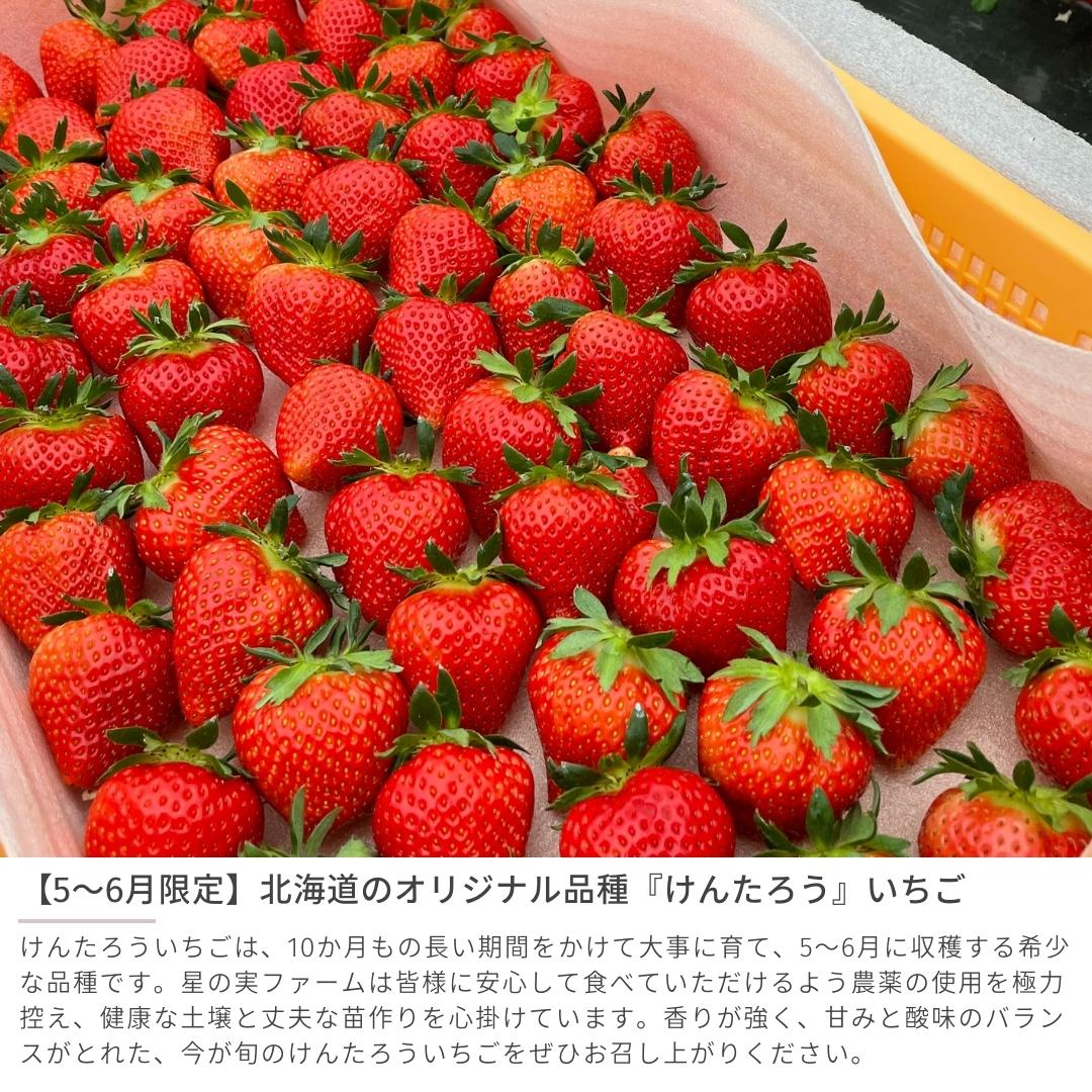 【5-6月 期間限定】けんたろう いちご 250g×2 果物 フルーツ 北海道 豊浦町 星の実ファーム 農園直送 送料無料 3