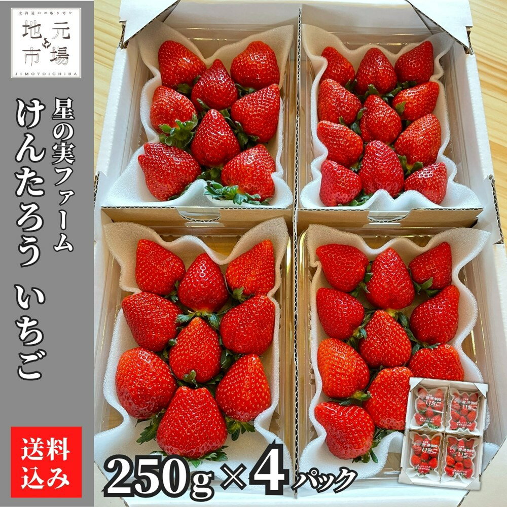 いちご 【5-6月 期間限定】けんたろう いちご 250g×4 果物 フルーツ 北海道 豊浦町 星の実ファーム 農園直送 送料無料