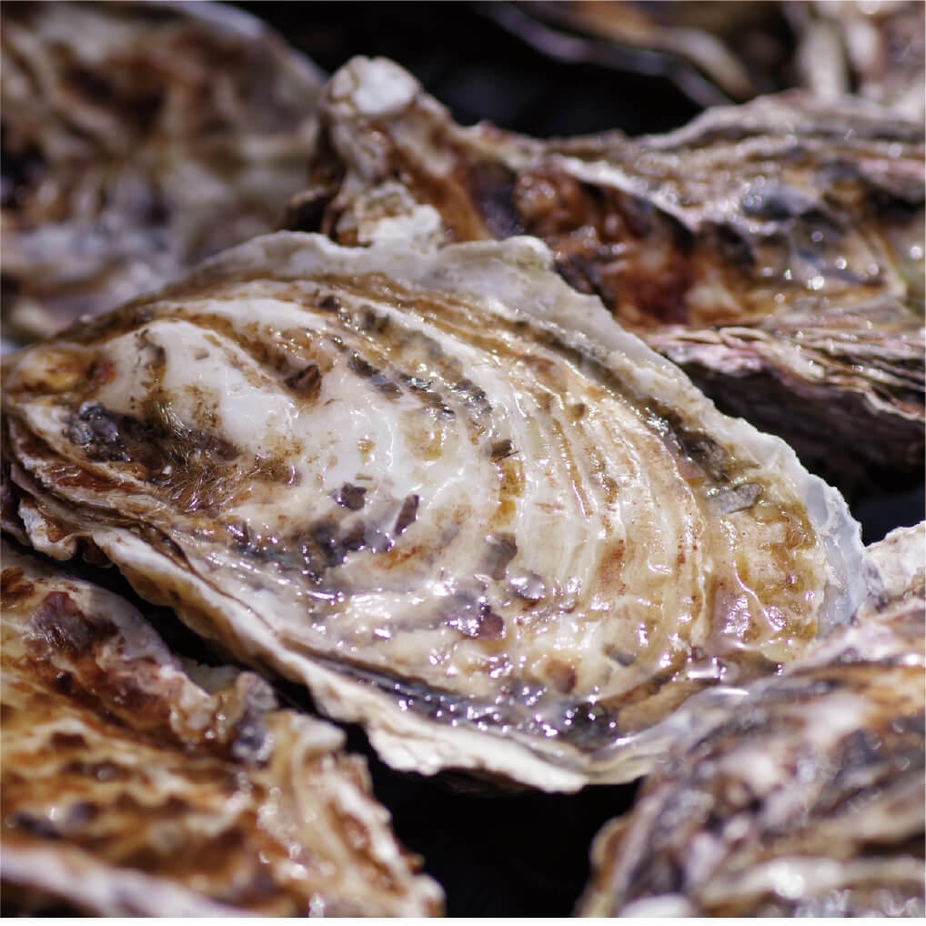 北海道 かき 中サイズ 30個 (ナイフ付) 北海道寿都産 寿牡蠣 カキ 寿都町 母の日 ギフト 有限会社カネサ漁業のサムネイル